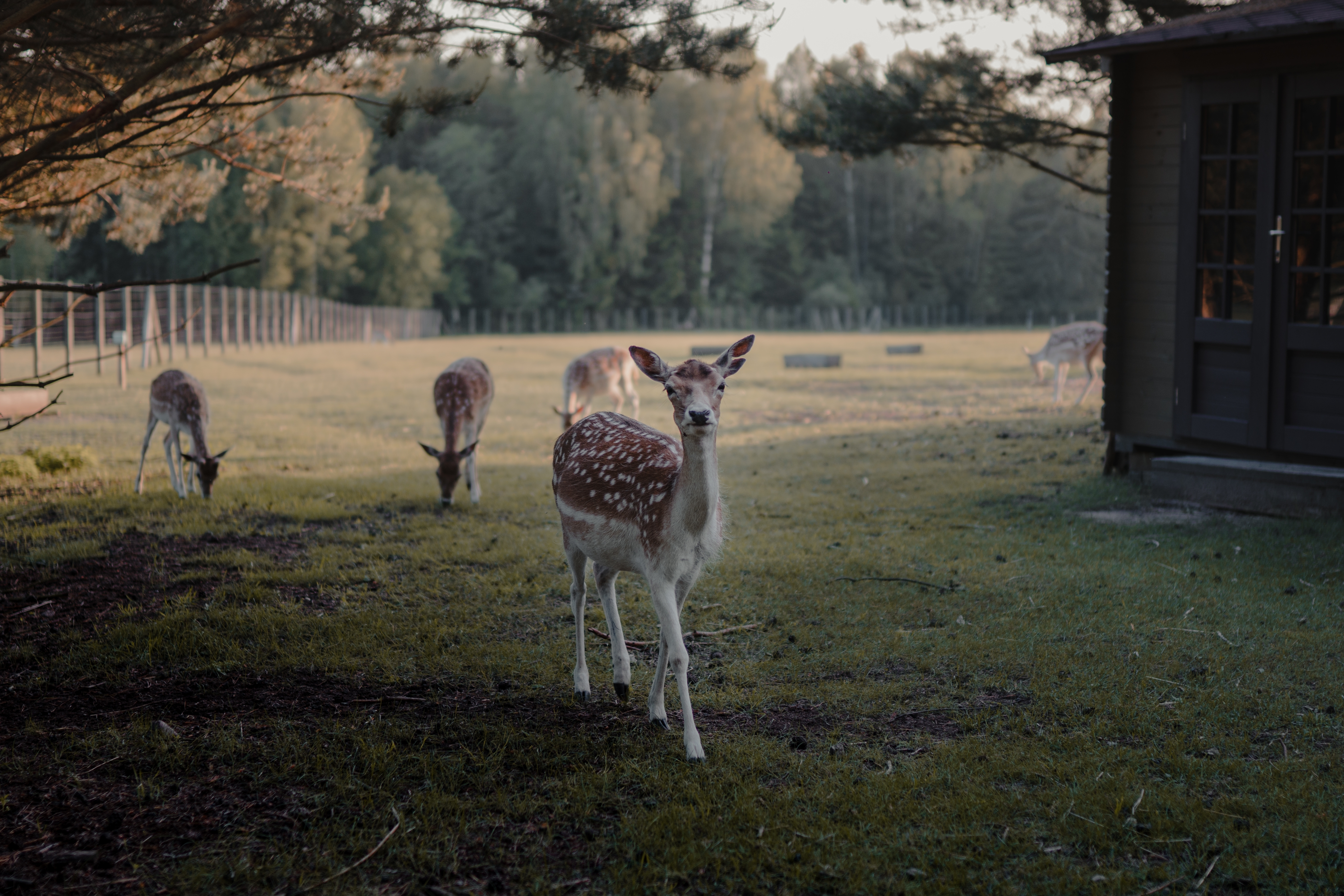 selektiver-fokusschuss-von-weisswedelhirschen-einem-ackerland